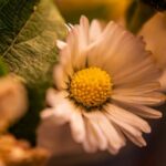 Jak zajistit vstupenky na italský fotbal: Praktický průvodce