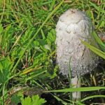 Fotbal za mřížemi: Jak se hraje fotbal ve vězení!