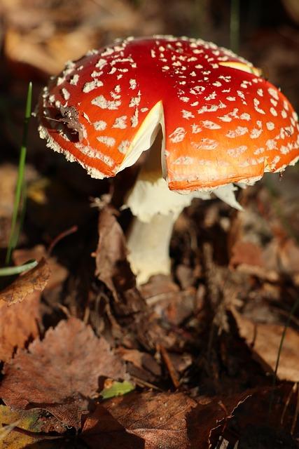 Rizika a výhody spojené se sledováním a hraním amerického fotbalu