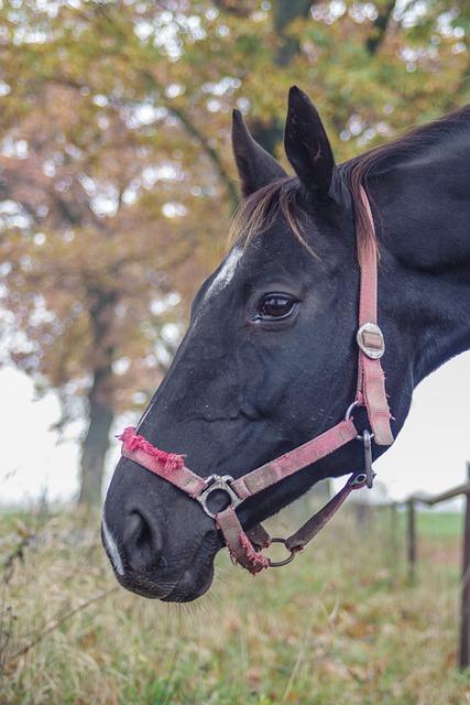 Důsledky za nezaplacení pokuty: Co riskujete?